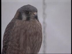 COLOMBIA: ANIMAL TRAFFICKING News Clip