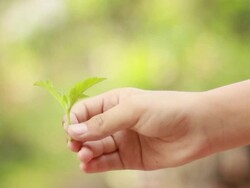 little green plant Stock Footage