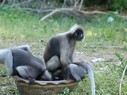 Dusky Leaf Monkey Stock Footage