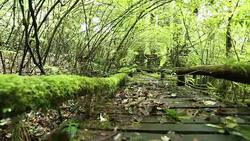 Wood bridge with moss Stock Footage