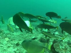 Bat fish, small school on swimming on side. Borneo, Malaysia, Southeast Asia Stock Footage