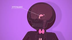 Endocrine System, part 1 - Glands & Hormones: Crash Course A&P Instructional Video