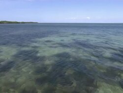 WS Water and vegetation visible under surface of water / Everglades, Florida, USA Stock Footage