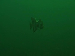 Spade fish, with huge shark bite. North Carolina, Atlantic Ocean  Stock Footage