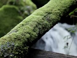 Rainforest moss Stock Footage