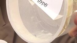 CLEAN : Peru launches campaign against mosquito that carries Zika News Clip