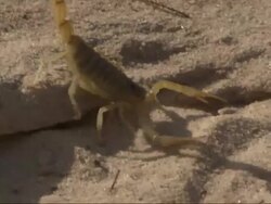 Medium Close Up, tracking-left tracking-right - A scorpion crawls over sand and rocks / Egypt Stock Footage