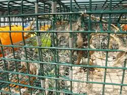 Rectangular cages with fishing gear inside Stock Footage