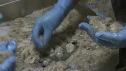 Shuckers sort raw oysters in a processing facility. Stock Footage