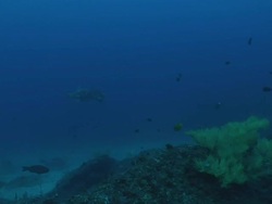 WS Shot of Loggerhead turtle swimming over reef scattered with branched black coral and various fish swimming / Matola, Maputo, Mozambique Stock Footage