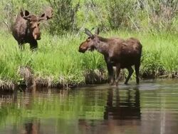 MS Interaction between bull and cow moose at beaver pond / Grand Lake, Colorado, United States Stock Footage