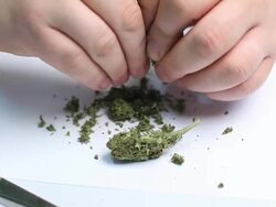 Marijuana Stock Footage