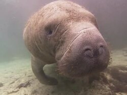 Manatee whiskers and face shot, Florida, North Atlantic Ocean  Stock Footage