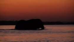 Elephant swimming in Zambezi River News Clip