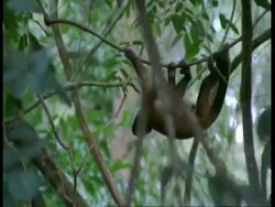 MCU Brown Fronted Capuchin monkey climbing along vines, South America Stock Footage