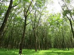 forest Stock Footage