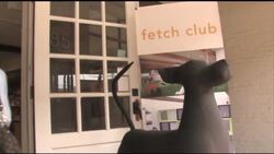 SMARTPHONE APP FOR DOG WALKERS Instructional Video