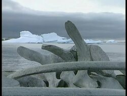 MS Bones from Humpback whale on shore, looking across to icebergs on horizon, Antarctica Stock Footage