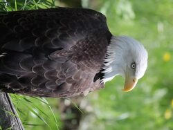 bald eagle Stock Footage