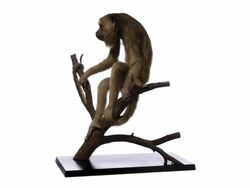 Black howler (Alouatta caraya) Stock Footage