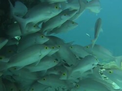 Medium Long Shot push-in - A school of fish swims around a coral reef / Heron Island, Australia Stock Footage