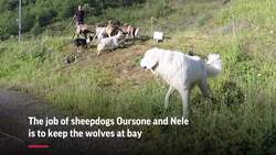 Taste of the Tour: Keeping wolves at bay in Alps Instructional Video