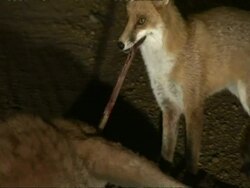 Foxes scavenging, eating kangaroo, pulling intestine out, CU, Australia Stock Footage