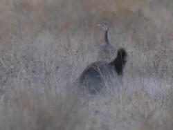 MS TS Shot of honey badger hunting and digging with birds  / Central Kalahari Game Reserve, Botswana Stock Footage