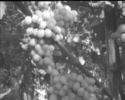 GRAPE HARVEST FESTIVAL News Clip