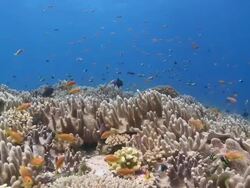 Schools of Scalefin Anthias (Pseudanthias squamipinnis) and Twotone Chromis (Chromis dimidiata) over Leather Coral garden, Vaavu Atoll, The Maldives Stock Footage