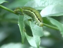 Green caterpillar eating Stock Footage