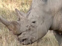 CU Face of white rhinoceros at lake nakuru national park AUDIO / Nakuru, Rift Valley, Kenya Stock Footage