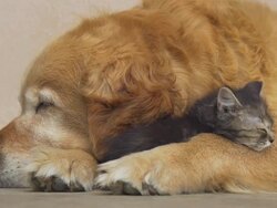 HD: Kitten And Dog Sleeping Together Stock Footage