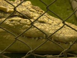 Crocodile behing metal fence Stock Footage