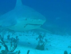 Grey reef sharks, Carcharhinus amblyrhynchos, hook in mouth. Bahamas  Stock Footage