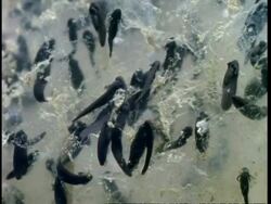 CU frog tadpoles amongst frog spawn, United Kingdom Stock Footage