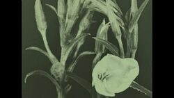 Primrose Flower Archival Stock Footage