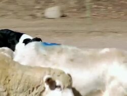 Demonstration of a border collie herding sheep Stock Footage