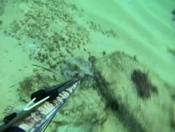 Free diver spearfishing, playing with octopus Stock Footage