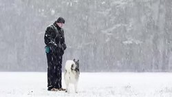 Owner is feeding Siberian Husky in winter park. Stock Footage