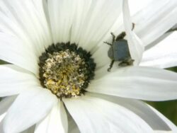 MS ZI Shot of Single blue monkey beetle holding onto petal of white Namaqualand daisy / Namaqualand, Northern Cape, South Africa Stock Footage