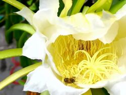 bees working in flower Stock Footage