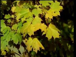 CU autumn leaves blowing in breeze Stock Footage