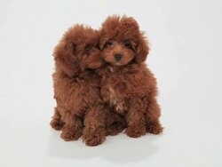 Puppies of Toy Poodle Stock Footage