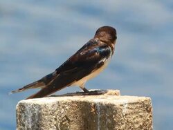 barn swallow bird Stock Footage