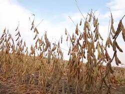 U.S. Farm Earnings Drop 14.6 Percent In Third Quarter AFter A Decline In Output Stock Footage