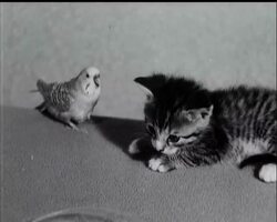 THE HAPPY FAMILY News Clip