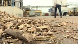 VOICED : La madera podrida hace a Austria mas verde News Clip