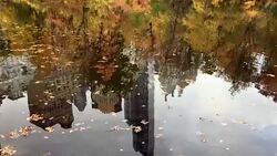 Central Park in Fall Stock Footage
