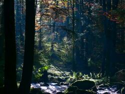 HD Stream in Autumn Forest Stock Footage